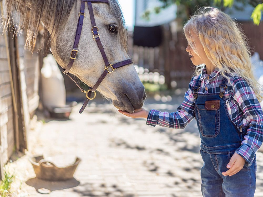 Temecula horse manure pickup service