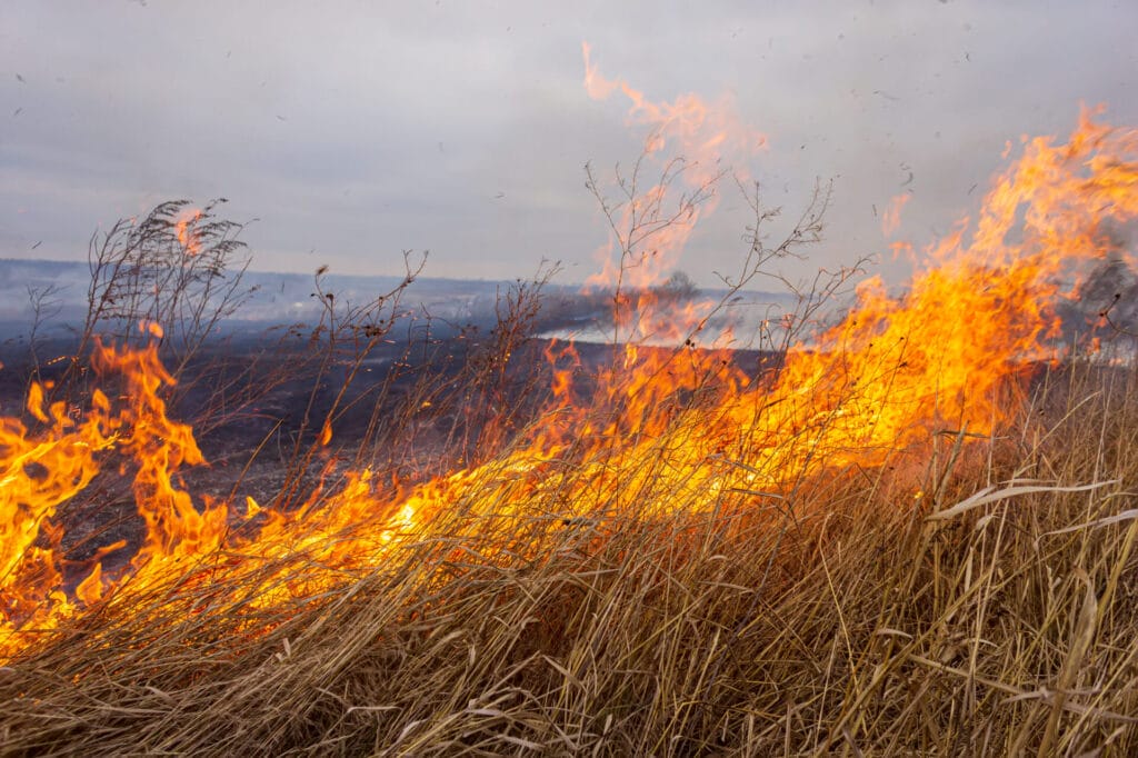 Murrieta weed abatement