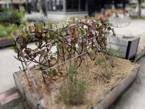1. Landscaping Design to Prevent Camping